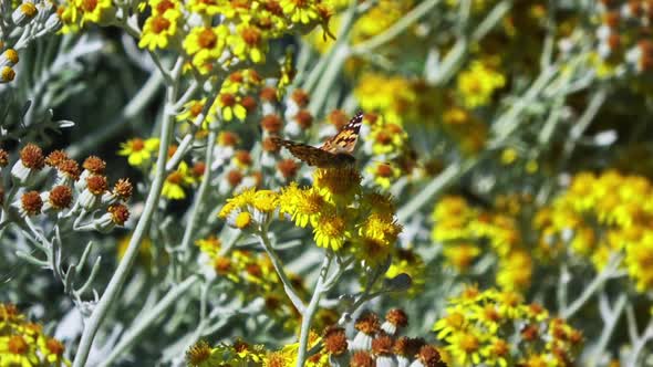 Butterfly Eating Pollen On Yellow Flowers
