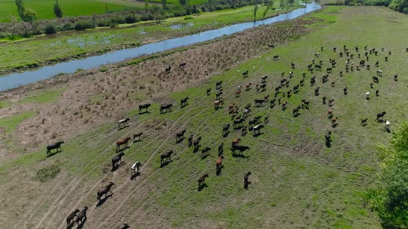 Domestic Cows Pasturing in Countryside Area