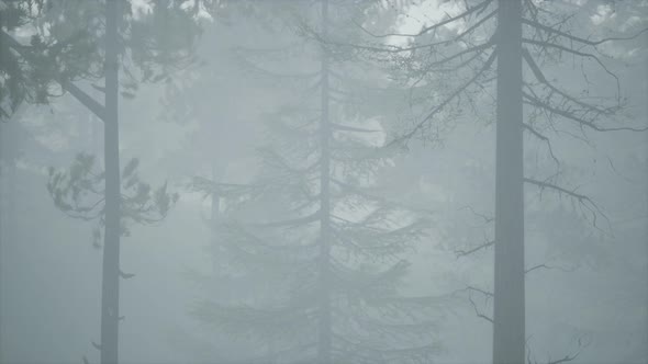 Cloudy Autumn Day in the Pine Forest with Fog