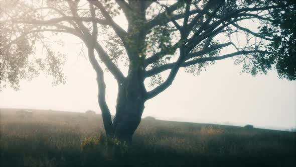 African Landscape with a Beautiful Big Tree