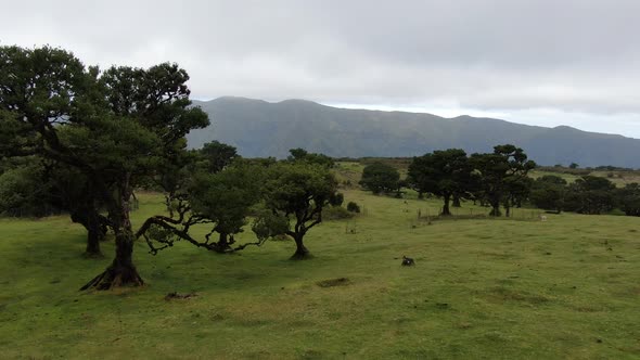 Aerial view of old and rare Fanal laurisilva forest on Madeira island, Portugal