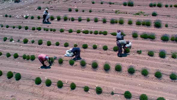 Lavender Harvest Time