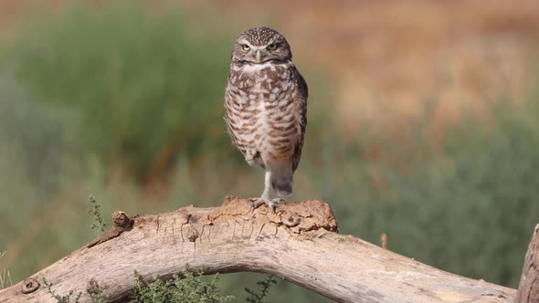 Burrowing Owl in the Desert