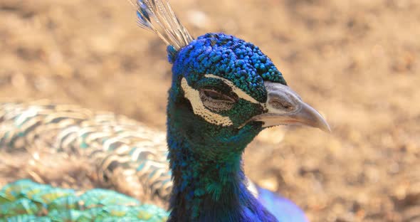 Indian Peafowl (Pavo Cristatus), Also Known As the Common Peafowl, and Blue Peafowl, Is a Peafowl