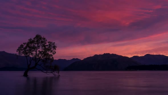 Wanaka Tree daybreak timelapse