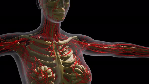 Science Anatomy of Human Blood Vessels alt