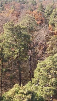 Vertical Video of Forest Landscape in Autumn Slow Motion