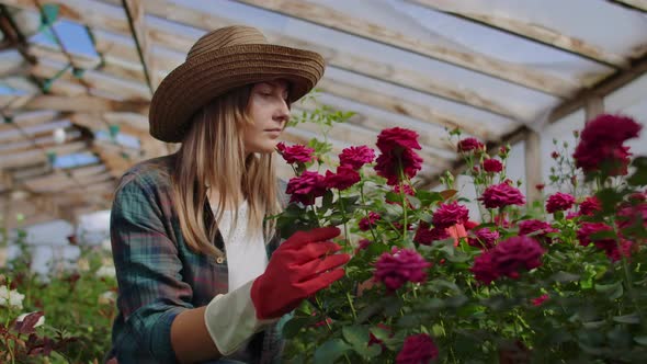 A Young Woman Florist Takes Care of Roses in a Greenhouse, Sitting in Gloves, Examining and Touching