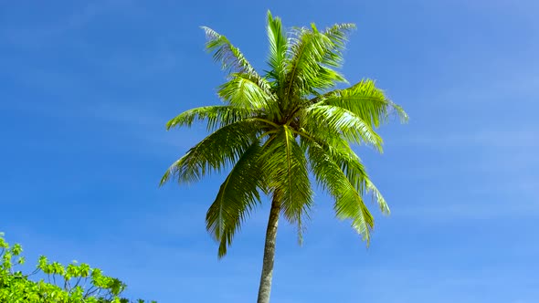 Palm Tree Over Blue Sky 64