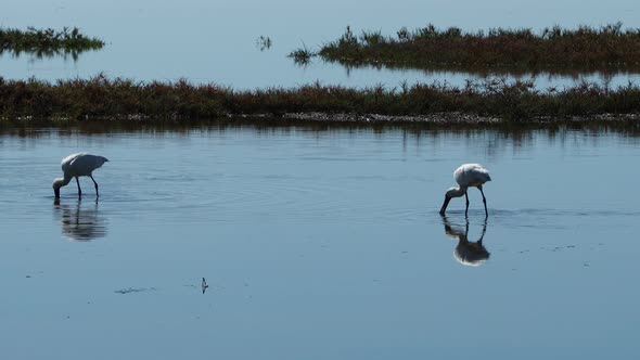 Royal spoonbill bird searching food by wading in shallow lake water. static shot