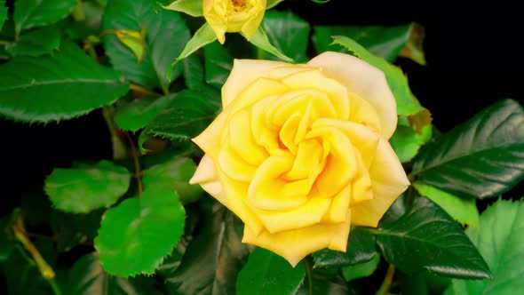 Time Lapse of Opening Yellow Rose Flower