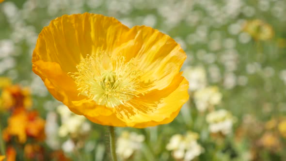 Orange boreal Iceland Poppy flowering plant  in the garden 4K 2160p 30fps UltraHD footage - Papaver 