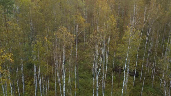 Aerial View of Birch Trees