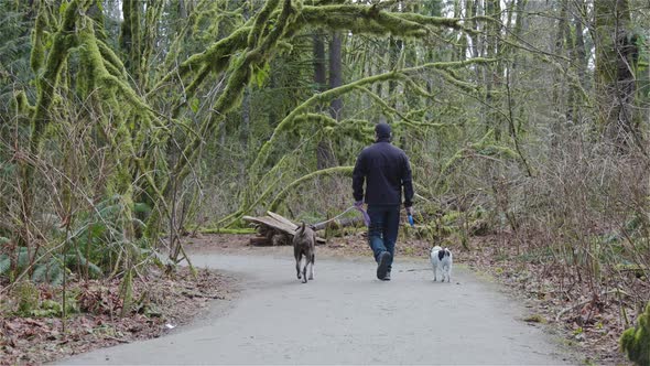 Man Walking Dogs on the Hiking Trail