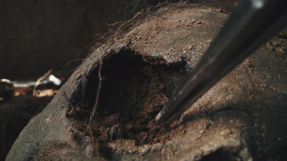Archaeologist Removing Dirt From Eye Socket