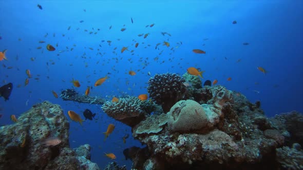 Marine Underwater Tropical Fish Garden