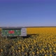 Beehives In A Sunflower Field - VideoHive Item for Sale