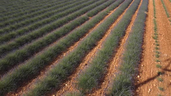 Lavender field agriculture cultivation in Plateau de Valensole, France