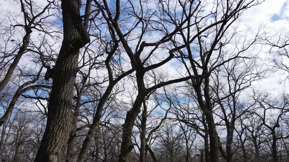 Forest with Trees Without Leaves During the Day