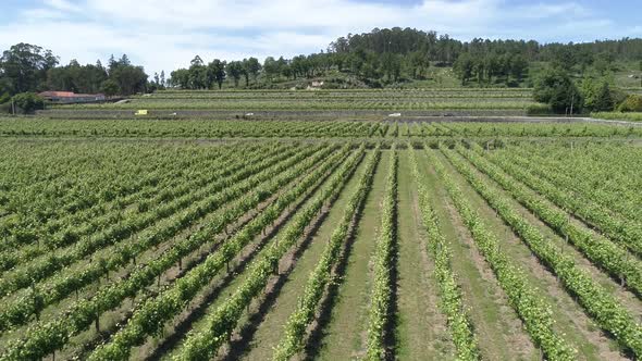 Long Row of Grape Vines Growing in Valley