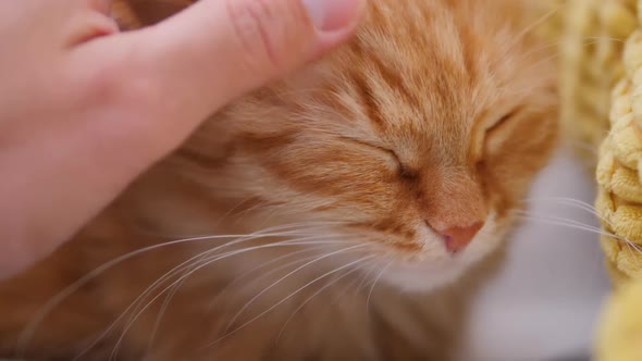 Man Is Stroking Cute Ginger Cat on White Couch. Fluffy Pet Purring with Pleasure. Cozy Home.