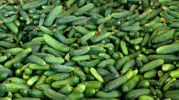 Young green cucumber used for pickling