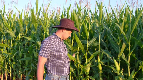 Agronomist in a Corn Field Studies the Harvest at Sunset