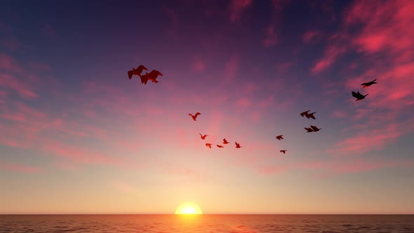 Timelapse Sunset Clouds And Flying Birds