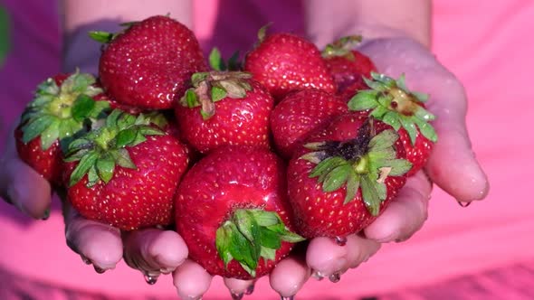 Close Up of Female Farmer's Hand Holding Freshly Picked Red Strawberries