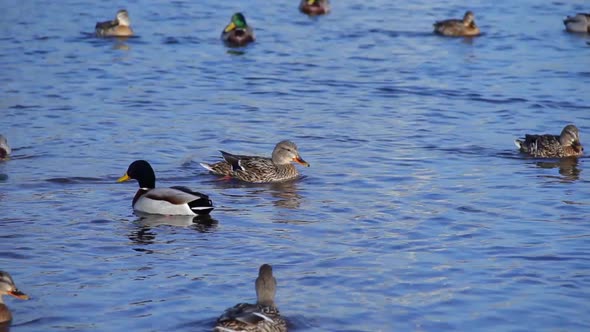 Big Duck Flock Floating on the Lake Mallard Ducks Swimming in Water