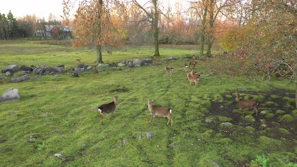 herd of deer hanging around apple trees in the fall