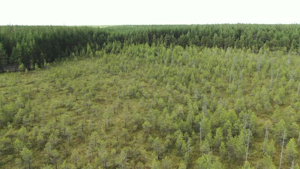 Swamp in the Taiga Flight Over the Forest