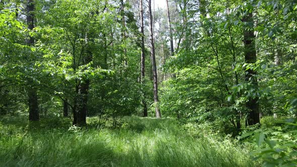 Beautiful Green Forest on a Summer Day Slow Motion