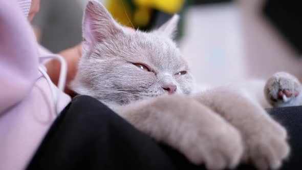 Hands of an Elderly Woman Stroking a Small Gray Kitten Lying on Knees