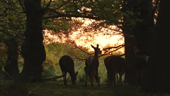 UK Wildlife, Herd of Female Red Deer Walking in Richmond Park at Sunset in Amazing Beautiful Sunligh