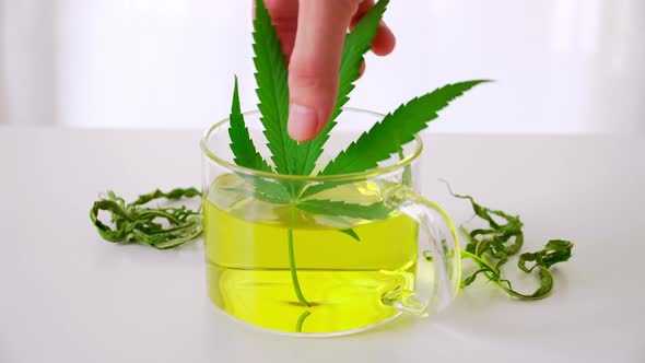 A glass of hot marijuana tea on the table. Cannabis herbal tea with dried leaves