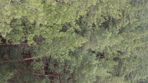 Vertical Video of Beautiful Forest Landscape