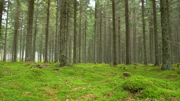 Walking Through the Finnish Green Woods. Сamera Moves Along Green Moss Along Tall Trees. Finland