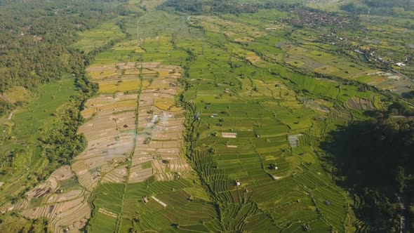 Landscape with Rice Terrace Field Bali, Indonesia