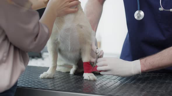 Close up of male veterinarian bandaging the leg of dog. Shot with RED helium camera in 4K.