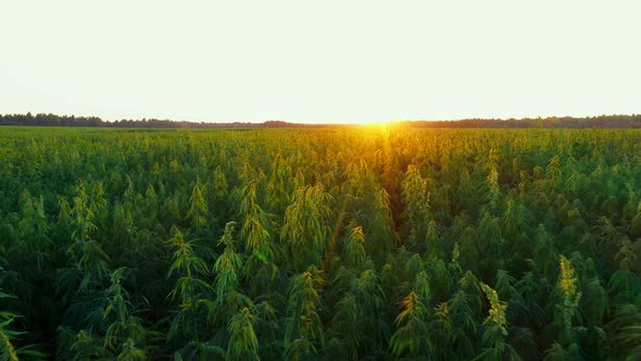 a Large Farm Field of Technical Cannabis at a Beautiful Sunset Slow and Low Flight Aerial Dron Shot