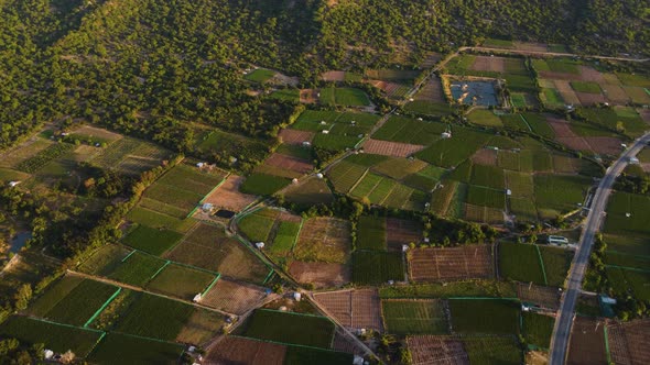 Vineyard agriculture fields with growing grapes, aerial view