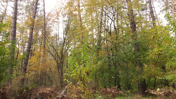 Trees in the Forest on an Autumn Day