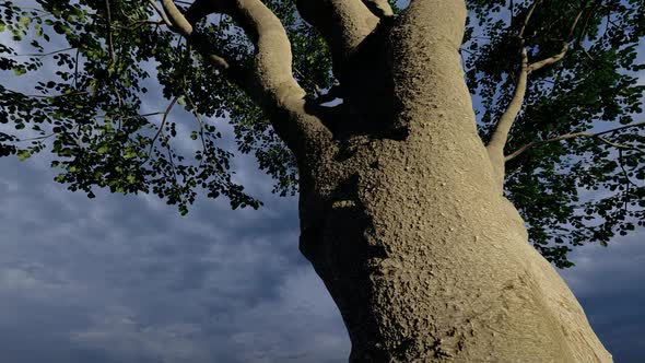 Thick Body Tree