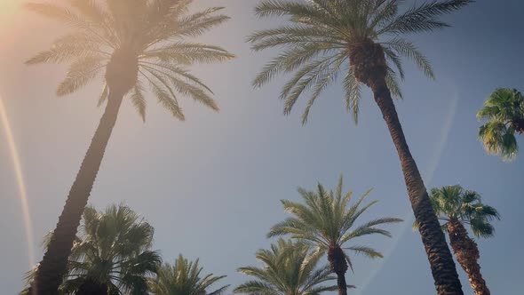 Camera looks up as it moves past rows a palm trees