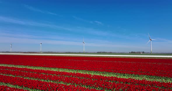 Field of Red and White tulips under spinning windmills and blue sky in northern Holland.