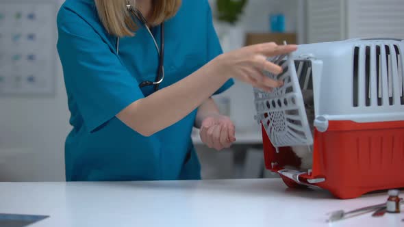 Female Vet Feeding Scared Cat Before Healthcare Checkup, Pet Hiding in Carrier