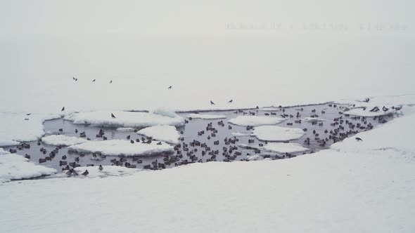 A flock of wild ducks swims in an icy hole in a frozen river.