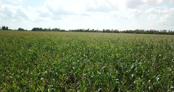 Green field of young corn