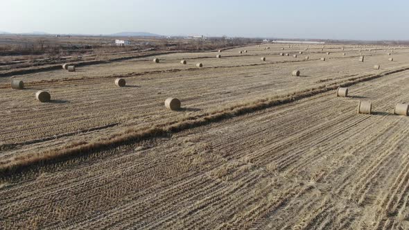 The plough after the winter harvest